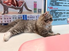 -御宝贝·A梦猫科宠物医院(国际猫友好医院)