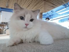 -瞄一喵猫咖(格力海岸店)