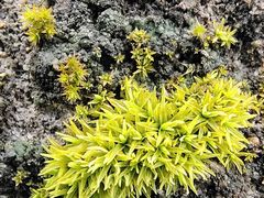 -三峡农家菜(三峡店)