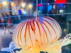 -太平洋海底世界