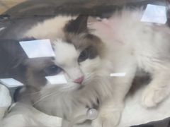 -美联众合动物医院·24h京西诊疗中心