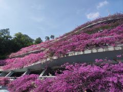 -深圳仙湖植物园