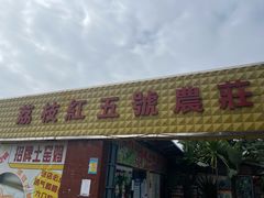 -荔枝红五号农庄
