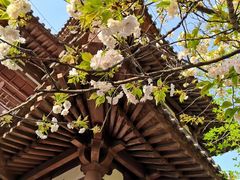 -西安青龙寺遗址景区