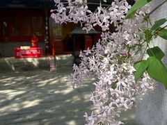 -红螺寺