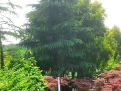 -铁山坪森林公园