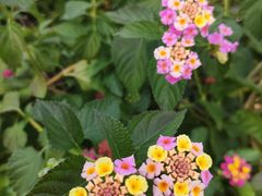 -径山花海