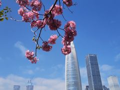 -深圳湾公园(南山区)