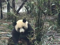 -成都大熊猫繁育研究基地