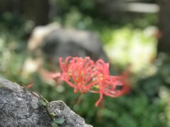 -中国茶叶博物馆(双峰馆区)