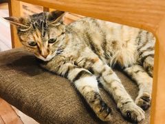 -猫的天空之城概念书店(苏州平江店)