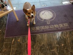 -宠爱国际动物医院·消化内科·心肾内科·ISFM猫友好(望京店)