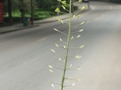 -笑红饭庄