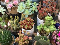 -双季花艺园艺市场(浦东店)