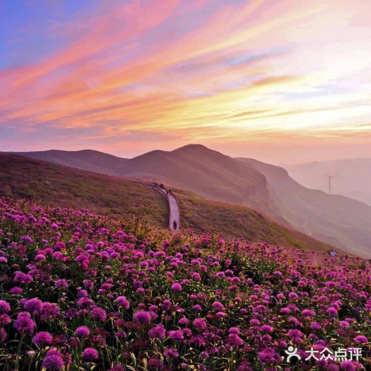 天上花海