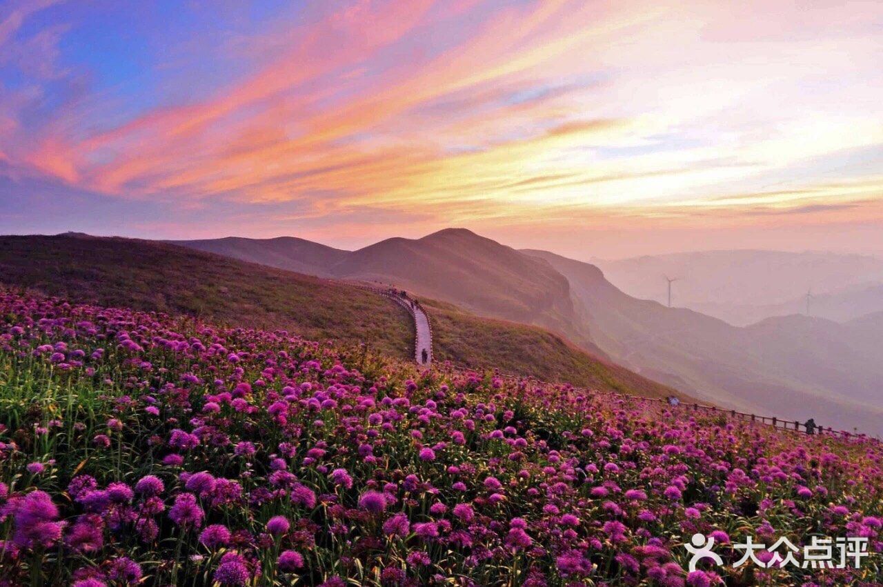 天上花海