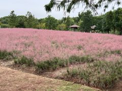 -同里国家湿地公园