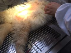 -乐嘟嘟宠物医院