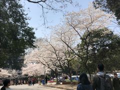 -武汉大学-樱园
