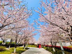 -高东镇樱花园