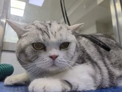 -佳雯宠物医院·皮肤科·内外科(春晓路分院)