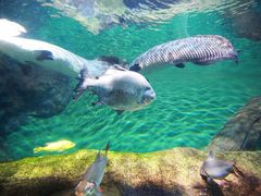 -上海海洋水族馆