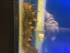-臻鲜燕海鲜融合餐厅(金陵style店)