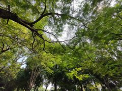 -东莞植物园