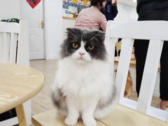 -李小姐の猫咖啡馆(五角场店)