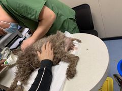 -瑞鹏宠物医院·爱宠堂·骨外专科(西荷分院)