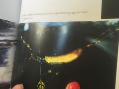 -怀托摩萤火虫洞