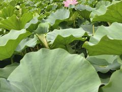 -莲花池公园