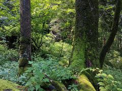 -五营红松林海景区