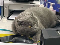 -纳吉亚猫专科动物医院·北北分院