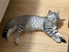 -瑞派福兴宠物医院犬猫全科·骨科·中西医结合(河东店)