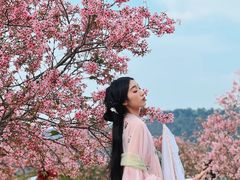 -天适樱花悠乐园