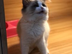 -猫十亿·布偶金渐层·曼基康矮脚猫舍(青年路店)