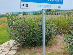 -空港花田景区