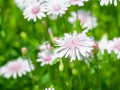 -花开海上生态园