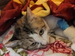 -纳吉亚猫专科动物诊疗中心(蒋宅口分院)