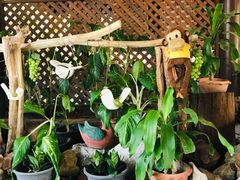 -卷心菜和避孕套餐厅(Pattaya)