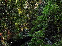 -西双版纳原始森林公园