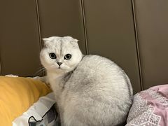 -爱侣·安琦尔宠物医院·中兽医针灸·心内科·狂犬免疫点(宝山区院)