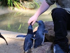 -费瑟代尔野生动物园