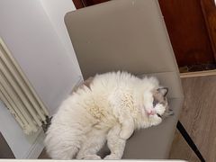 -FAELING PETS美天灵宠物(富力广场店)