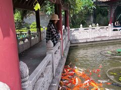 -碧江金楼
