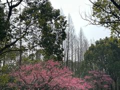 -上海海湾国家森林公园