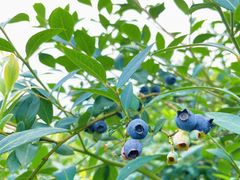 -金谷域澳洲庄园