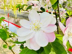 -海棠花溪(元大都城垣遗址公园)