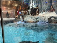 -帝企鹅自助餐厅•儿童岛•真企鹅(长隆企鹅酒店)